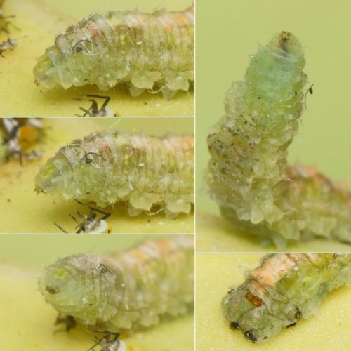Réf. 225 450 : Scaeva dignota
